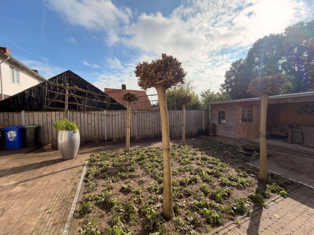 Leibomen en dakplatanen in model gesnoeid door Excellent Tuin Onderhoud