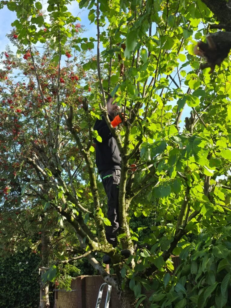 Hovenier snoeit een boom vanuit de kroon door Excellent Tuin Onderhoud