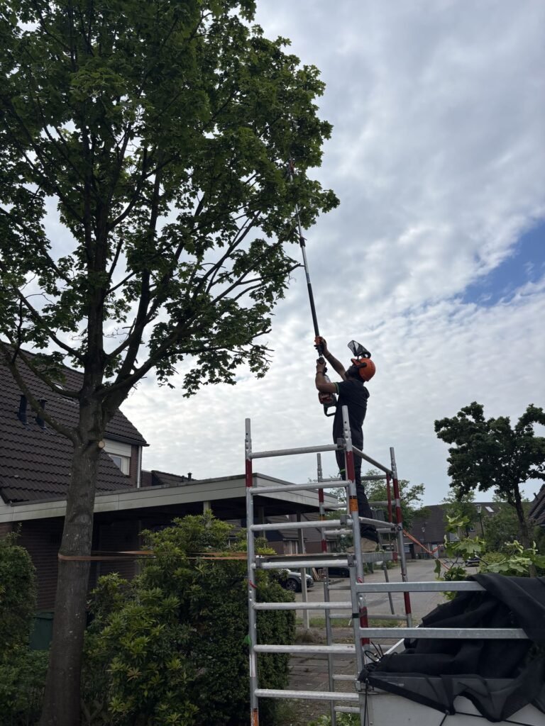 Hoge boom snoeien vanaf een rolsteiger door Excellent Tuin Onderhoud