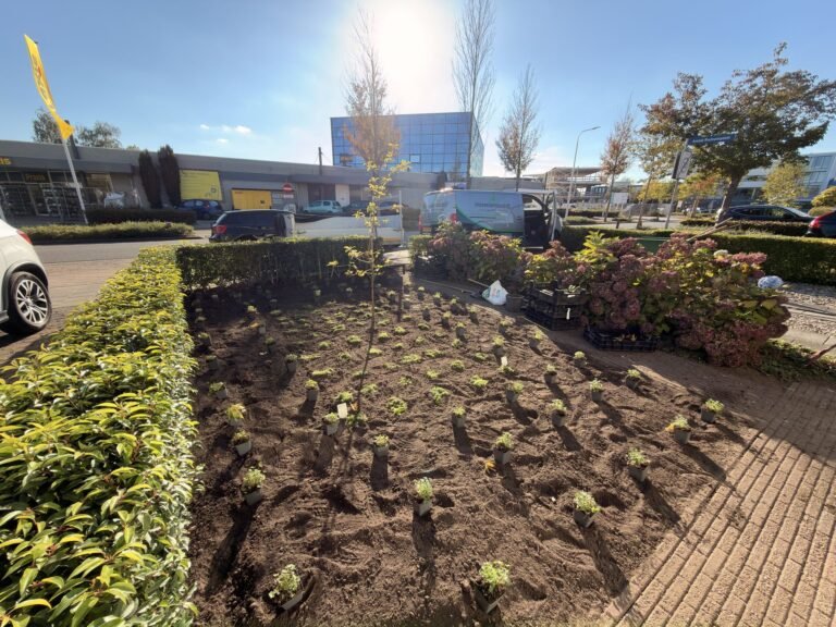 Voortuin met nieuwe beplanting langs een haag en klinkerpad door Excellent Tuin Onderhoud